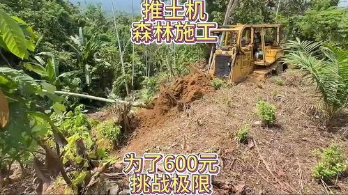 推土机森林施工,为了600元挑战极限 工程机械 土石方工程